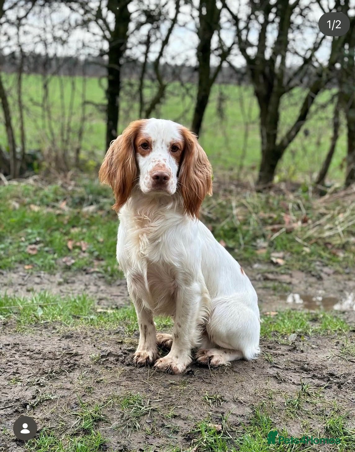 Sprocker dogs for sale: Sprocker Spaniel Puppies – Working Bloodlines in Minehead - Advert 4