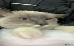 Ragdoll cats for sale: 1 year old Ragdoll boy  - Image 3