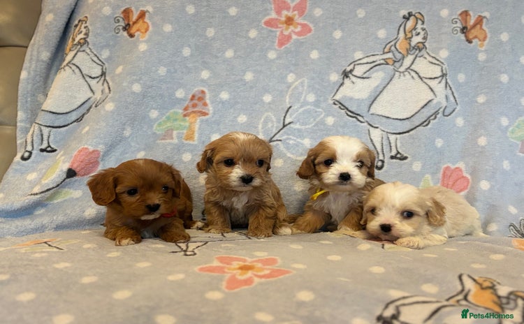 Cavapoo dogs Beautiful cavapoo pups from family home  - Advert 1
