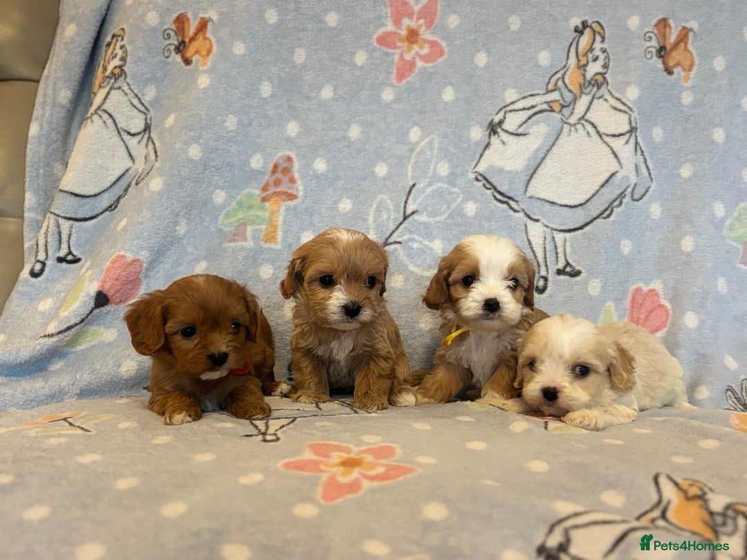 Cavapoo dogs for sale: Beautiful cavapoo pups from family home  - Advert 1