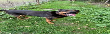 Mixed Breed 1