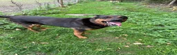 Mixed Breed dogs for sale: German Shepherd cross Rottweiler  - Advert 4