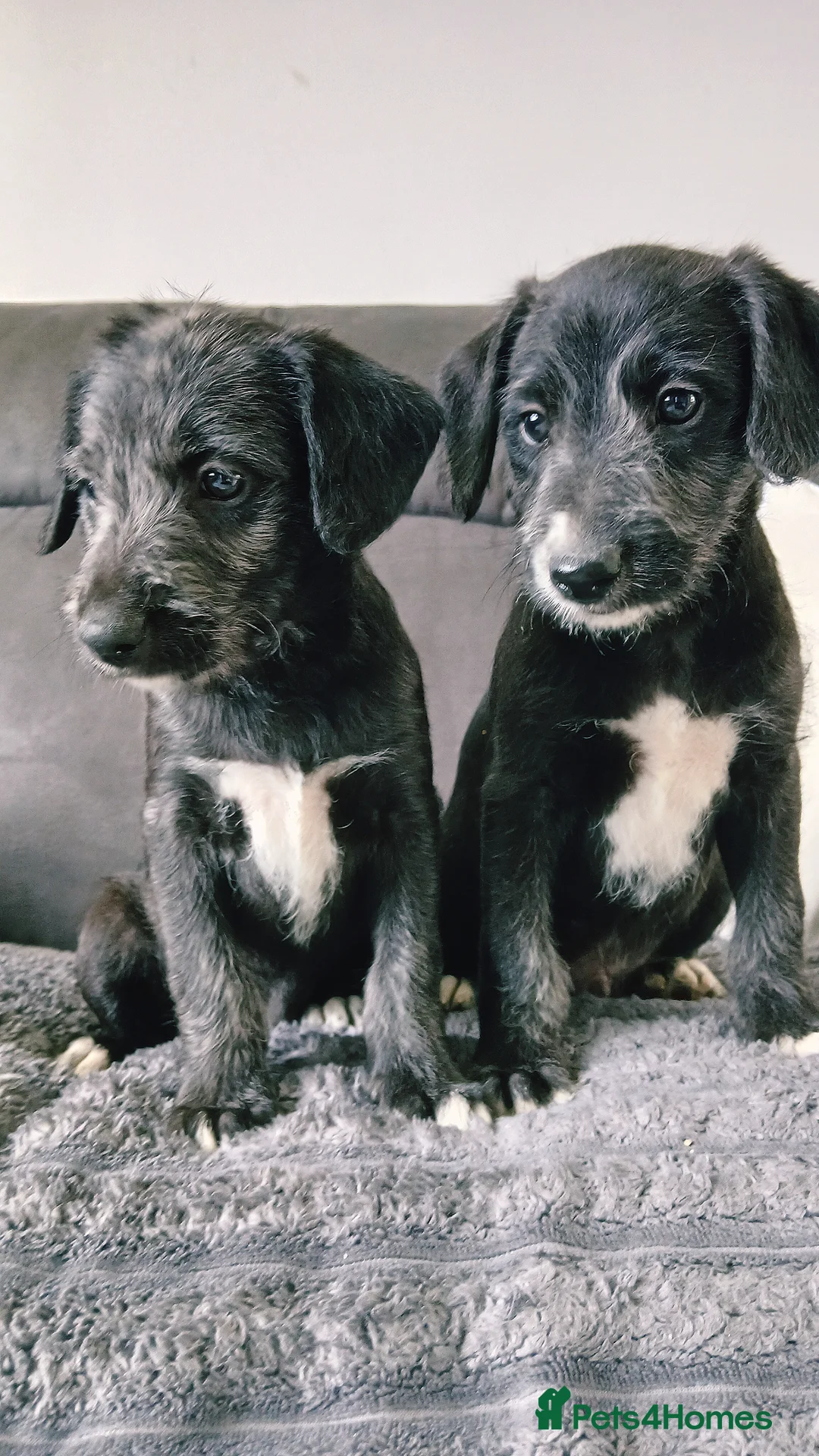 Mixed Breed dogs for sale: Beddy x whippets  - Advert 5