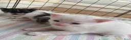 Mixed Breed cats for sale: Angora/mainecoon mix - Advert 3
