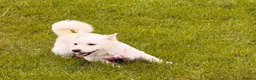 Mixed Breed dogs for adoption: ❤️SNOWY❤️– SMALL, SWEET & SOCIAL GIRL - Advert 17