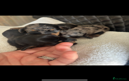 Miniature Dachshund dogs for sale: Beautiful kc registered miniature dachshunds  - Image 3