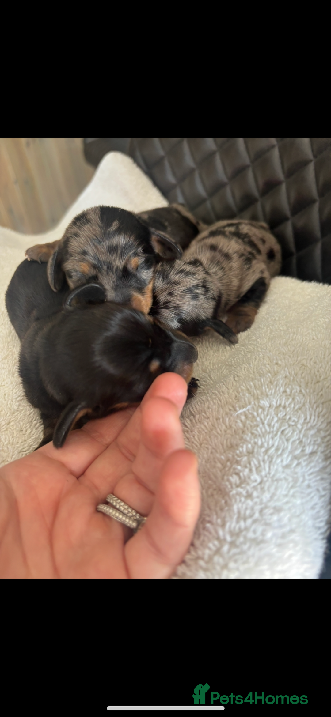 Miniature Dachshund dogs for sale: Beautiful kc registered miniature dachshunds  - Image 3