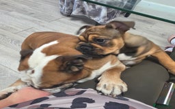 English Bulldog dogs for sale: English bulldog choc tan Merle puppy 🐶  - Image 9