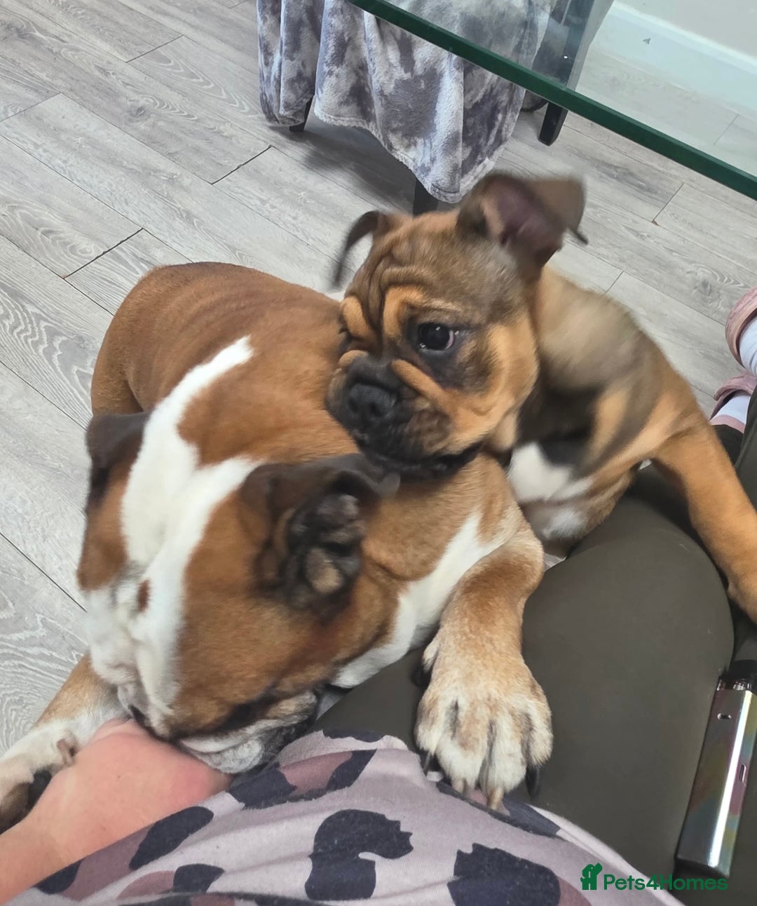 English Bulldog dogs for sale: English bulldog choc tan Merle puppy 🐶  - Image 9