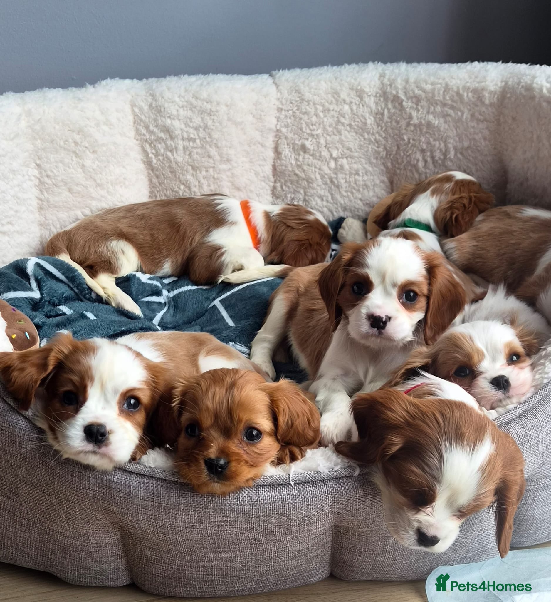 Cavalier King Charles Spaniel dogs Cavalier King Charles Spaniels - Advert 2