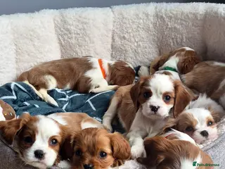 Cavalier King Charles Spaniel dogs Cavalier King Charles Spaniels - Advert 2