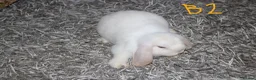 Mini Lop rabbits for sale: Stunning Mini Lops - Bucks - Advert 10
