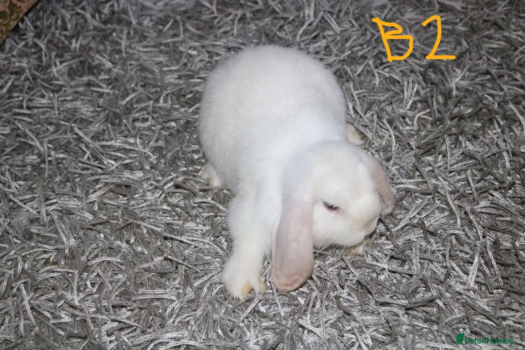 Mini Lop rabbits for sale: Stunning Mini Lops - Bucks - Advert 10