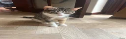 Mixed Breed cats for sale: 4 mixed breed Calico babies ready today - Advert 2