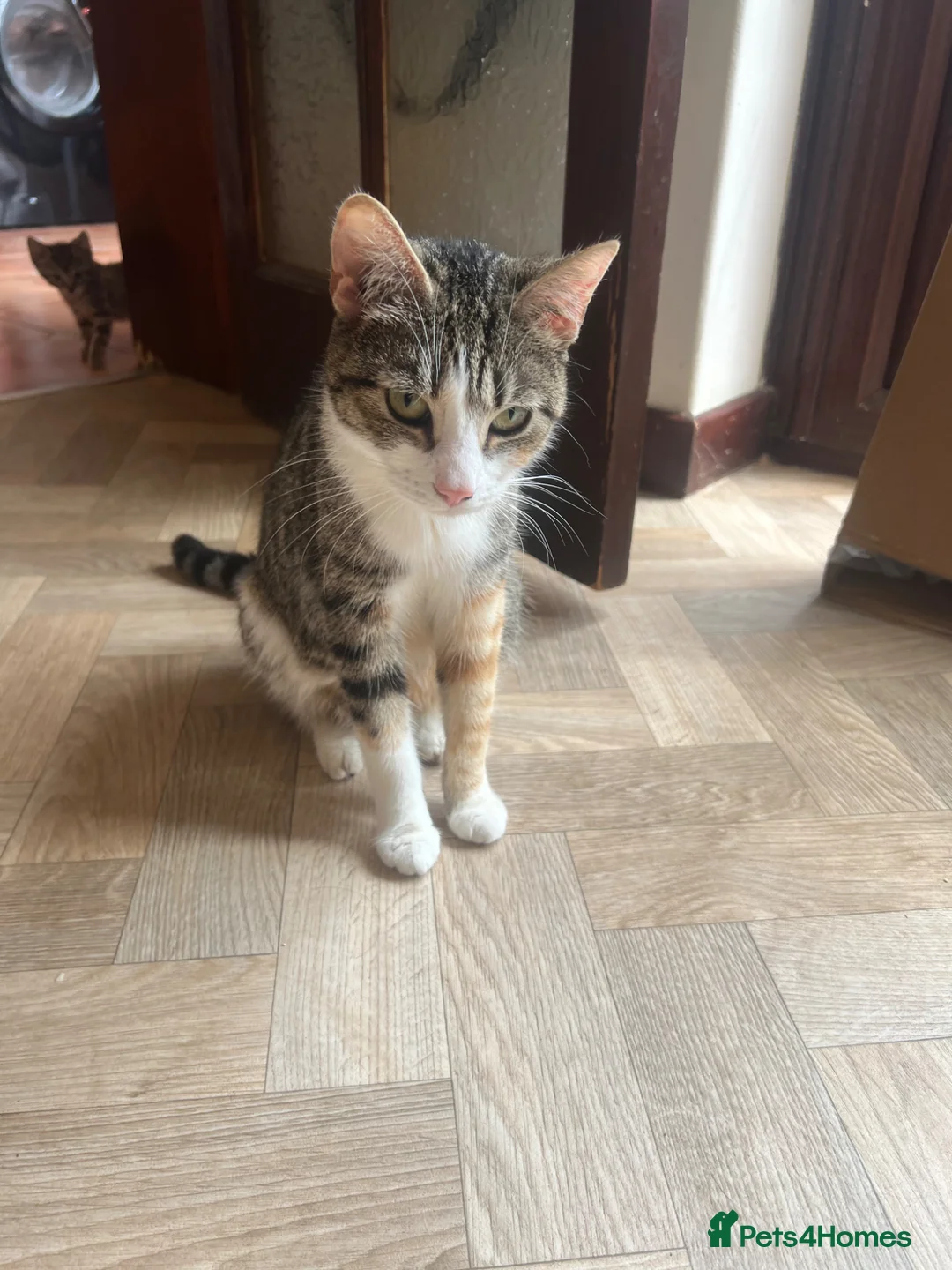 Mixed Breed cats for sale: 4 mixed breed Calico babies ready today - Advert 2