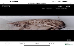 Bengal cats for sale: Seal mink snow & charcoal seal bengal  - Image 19