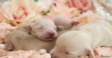 Miniature Dachshund dogs - Advert 6