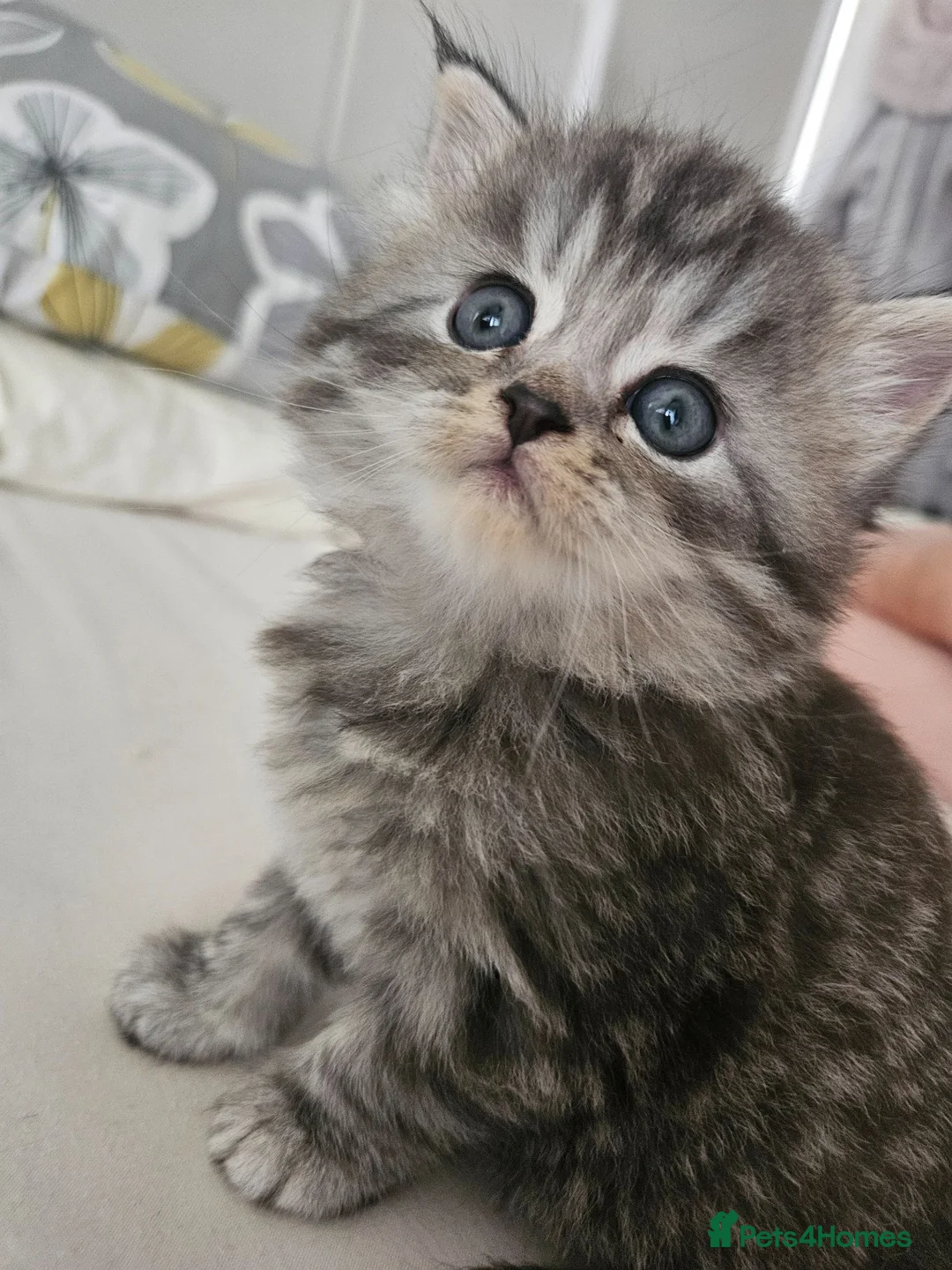 Mixed Breed cats for sale: Persian Chinchilla X Grey Girl Tuxedo Boy - Advert 1