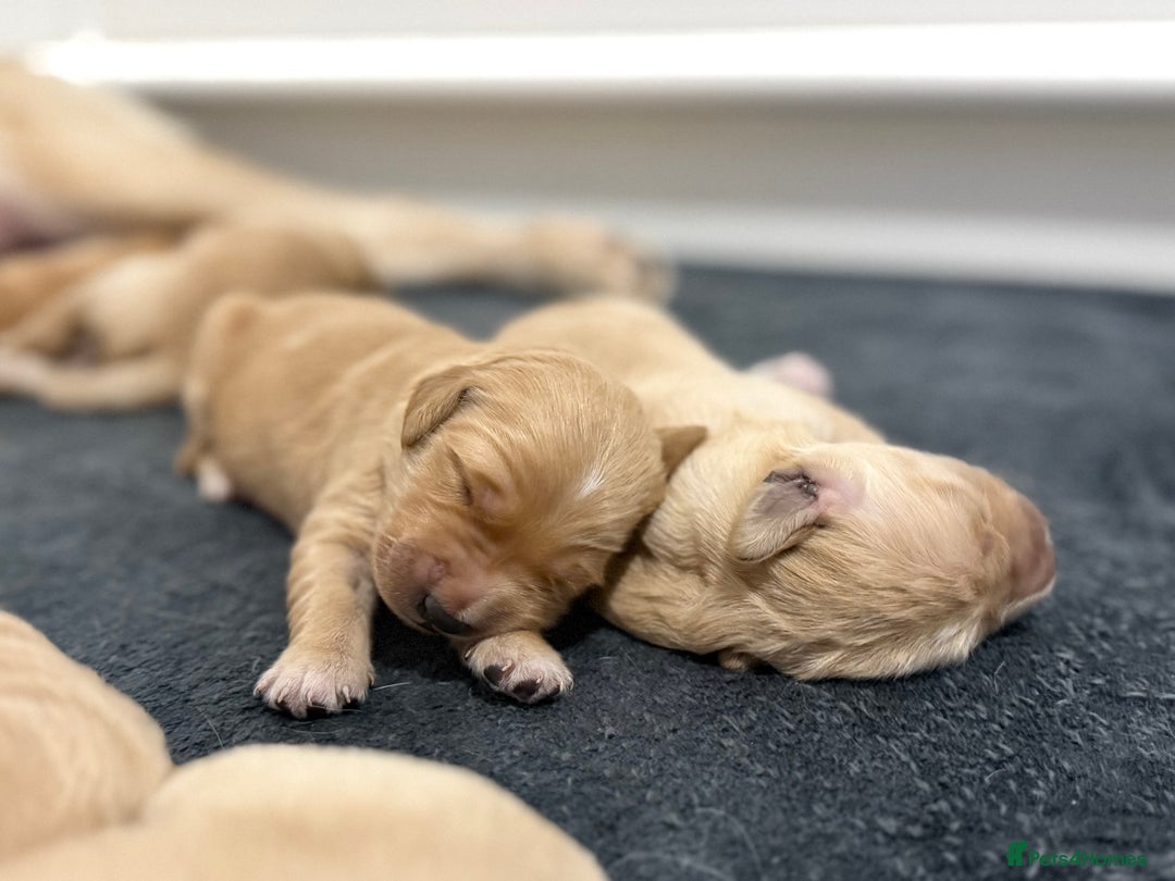 Golden Retriever dogs for sale: KC Golden Retriever Puppies - The Stranger Gang  - Advert 18