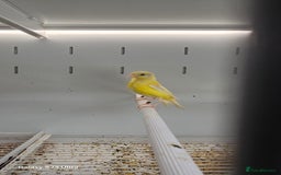 Canaries birds for sale: Irish fancy canary  - Image 6