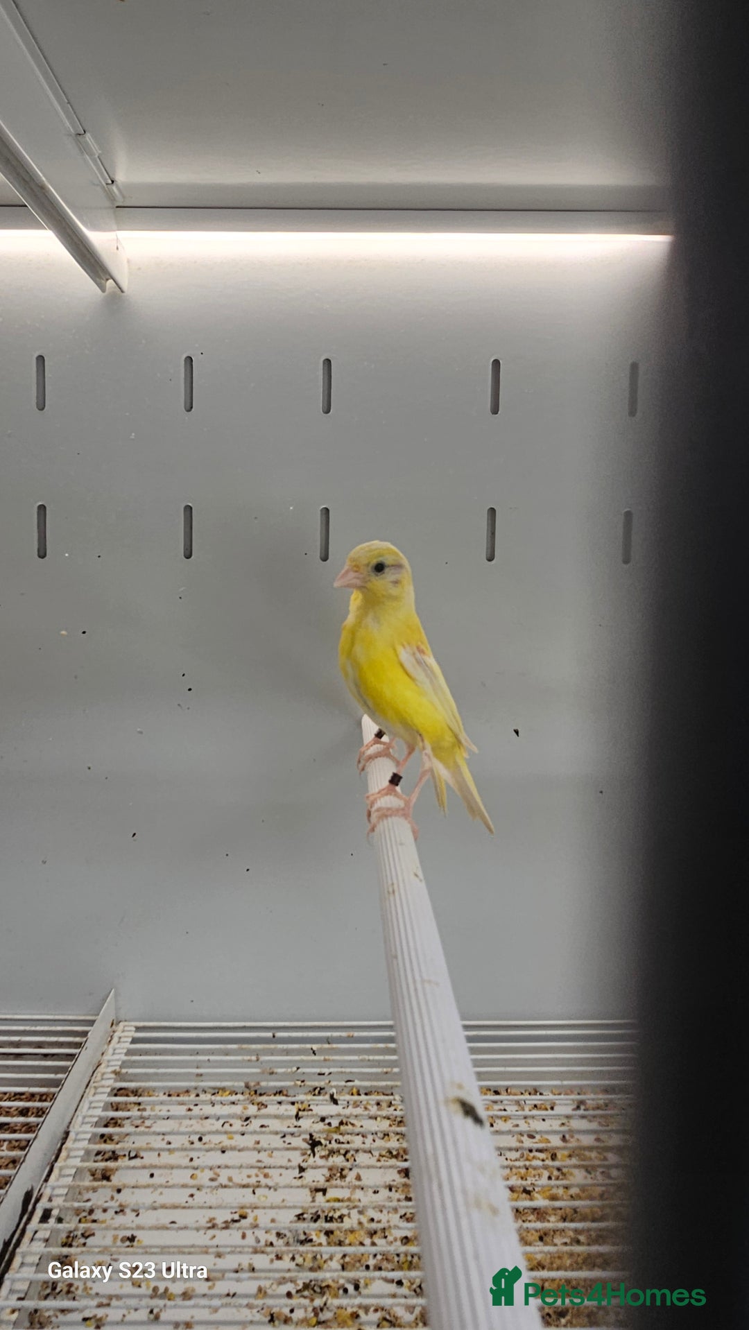 Canaries birds for sale: Irish fancy canary  - Image 6