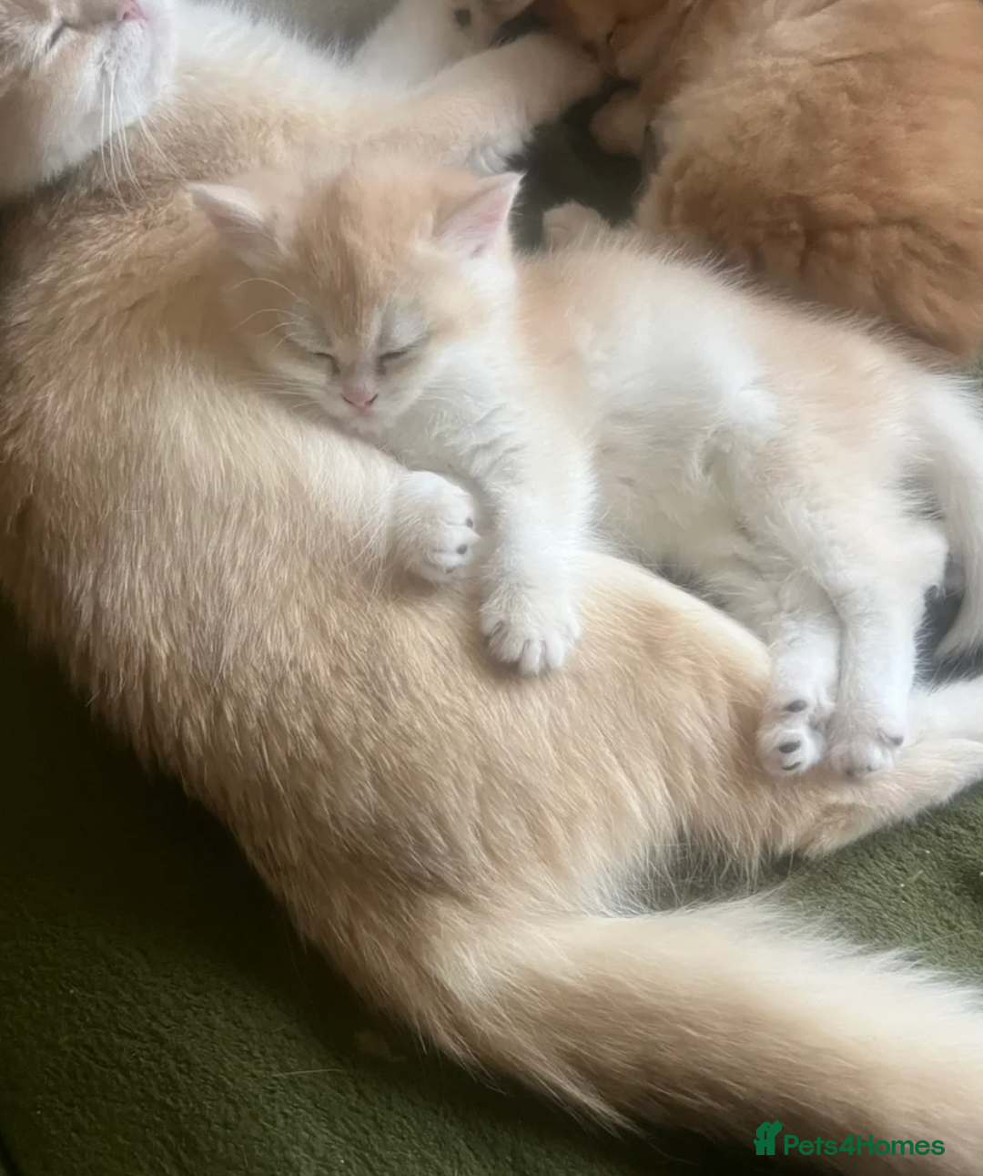 British Shorthair cats for sale: pedigree Golden British Shorthair girl - Image 11