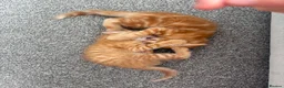 Mixed Breed cats for sale: Mixed breed kittens  - Advert 16