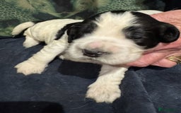 Cocker Spaniel dogs for sale: KC show cocker puppies black white blue roan - Image 14