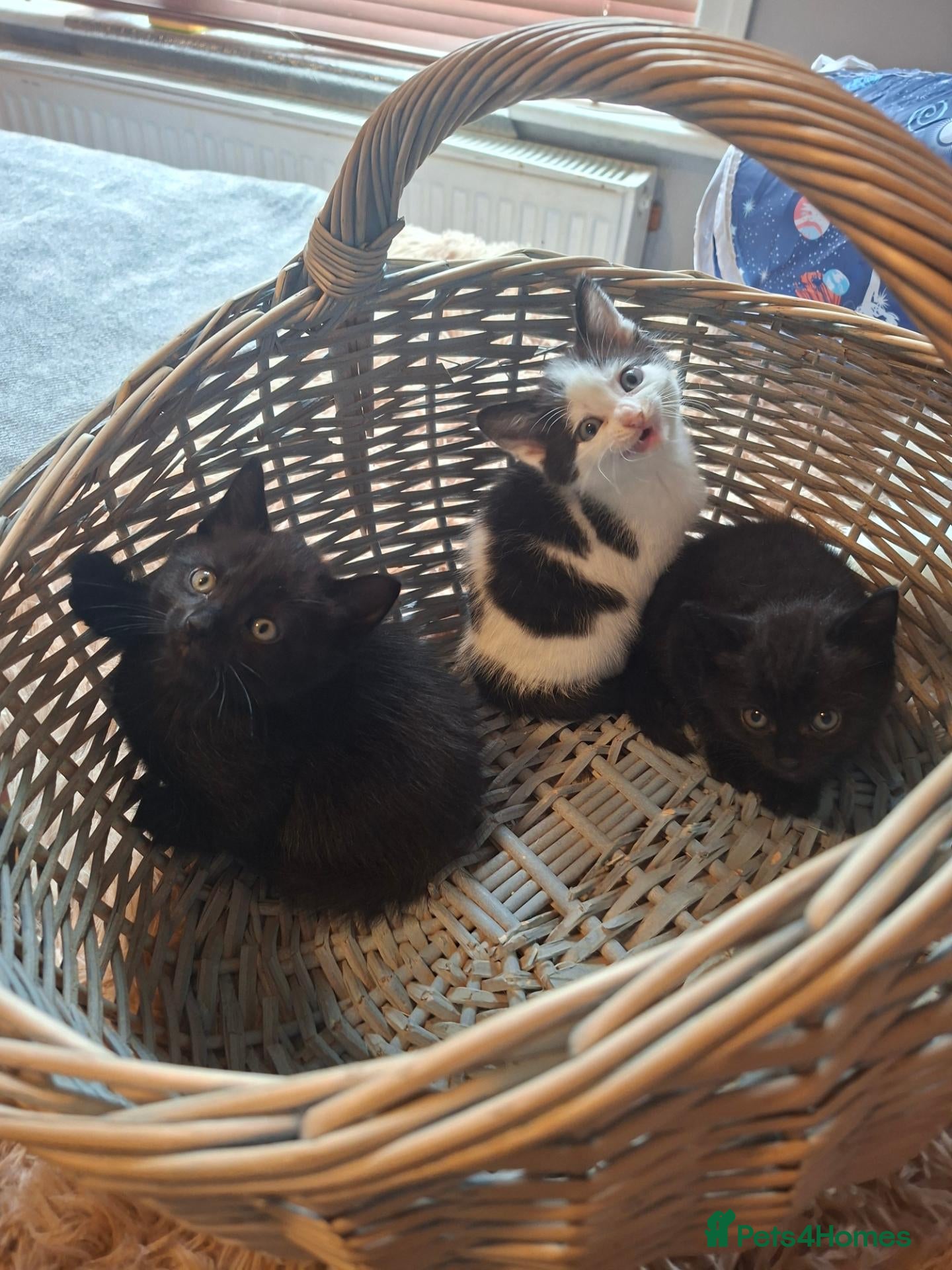 Mixed Breed cats Kittens: Black Ginger, Mixed, Torto. - Advert 1