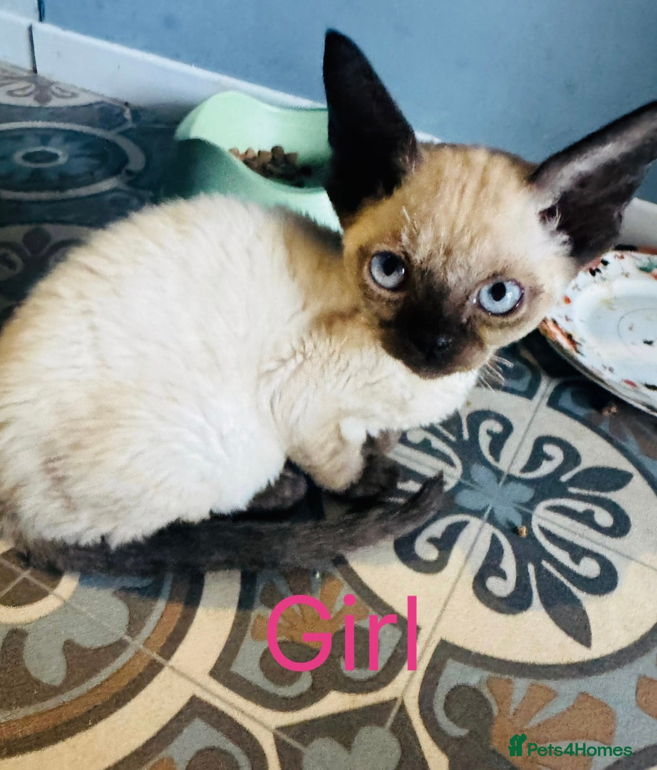Devon Rex cats Kittens ready for sale  - Advert 2
