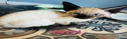 Devon Rex cats for sale: Kittens ready for sale  in Spalding - Advert 2
