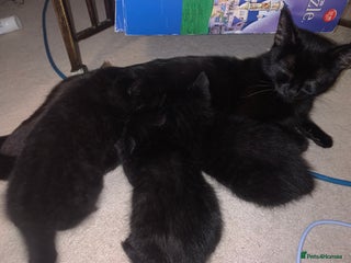 Bombay cats for sale: Kittens - Advert 1