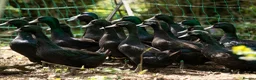 Ducks poultry for sale: Cayuga Hatching Eggs x 6 - Advert 1