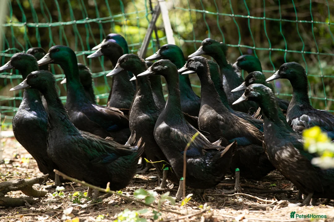 Ducks poultry for sale: Cayuga Hatching Eggs x 6 - Advert 1