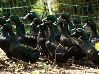 Ducks poultry Cayuga Hatching Eggs x 6 - Advert 2