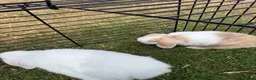 Mini Lop rabbits for sale: 4 mini lops - mixed sex in Sittingbourne - Advert 6