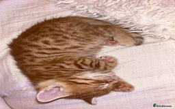 Mixed Breed cats for sale: 2 male Bengal mix kittens (ginger, black/grey) - Advert 6