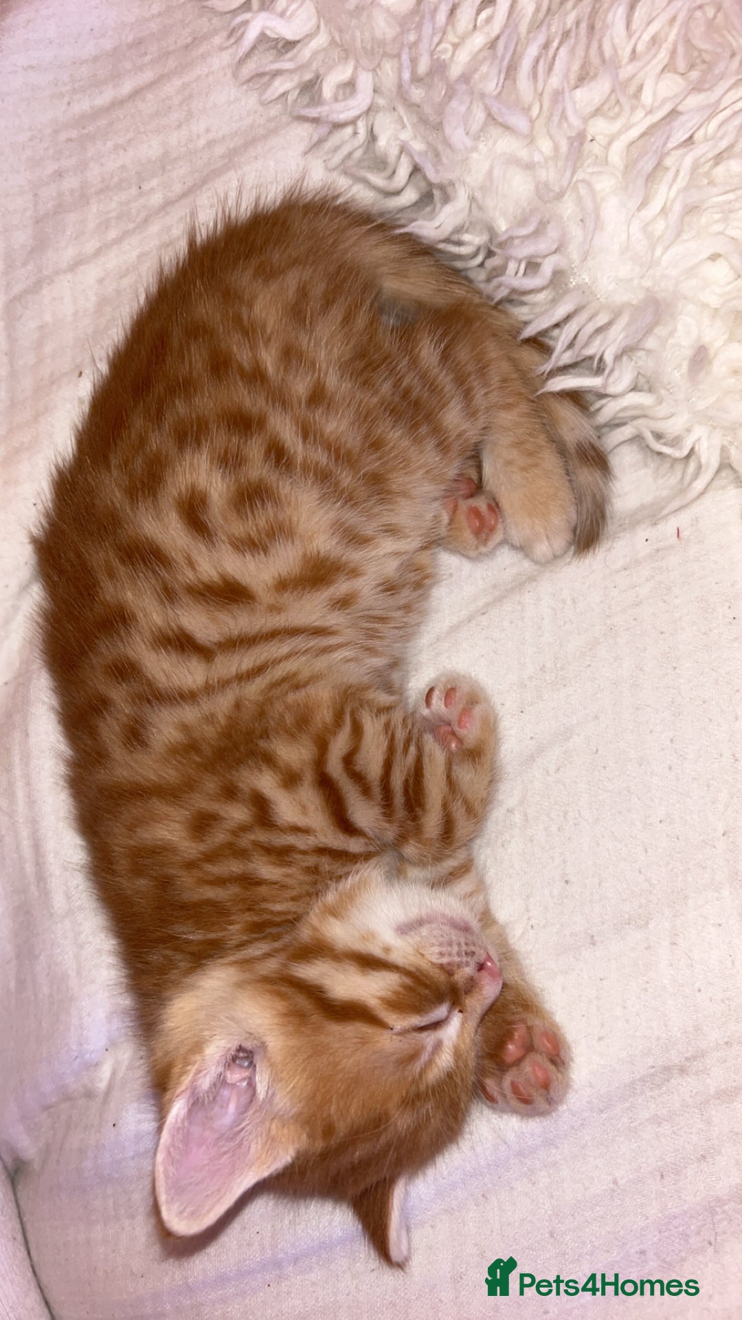 Mixed Breed cats for sale: 2 male Bengal mix kittens (ginger, black/grey) - Advert 6