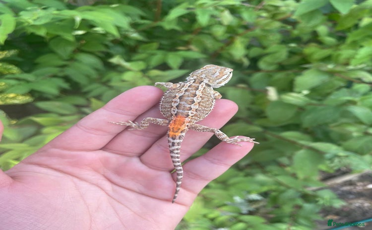 Dragon reptiles - Advert 1