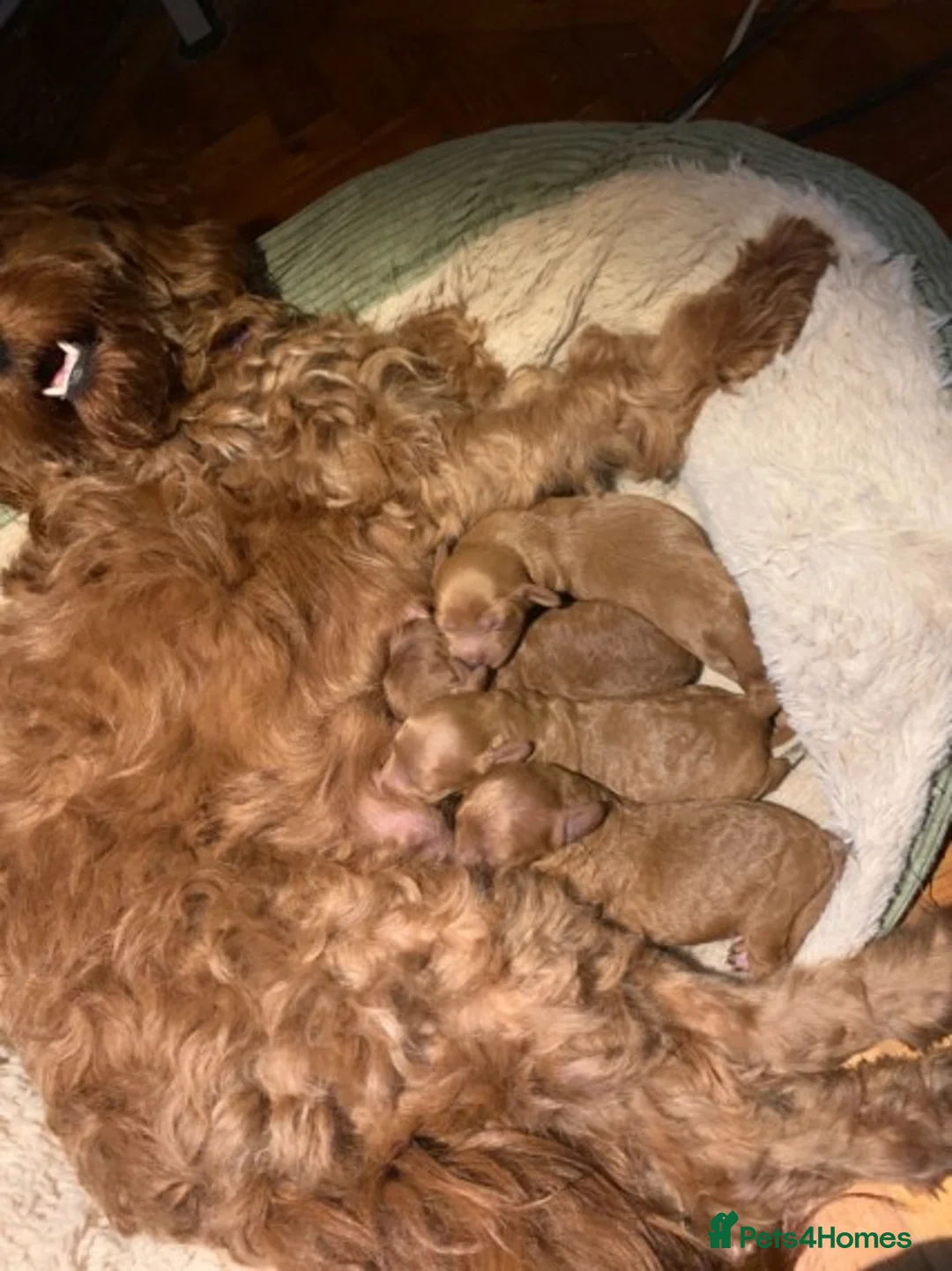 Poodle dogs for stud: Red Mini Poodle PRA Clear & Other DNA Clear in Mansfield - Advert 7