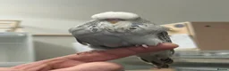 Budgerigars birds for sale: Budgies for sale  - Advert 15