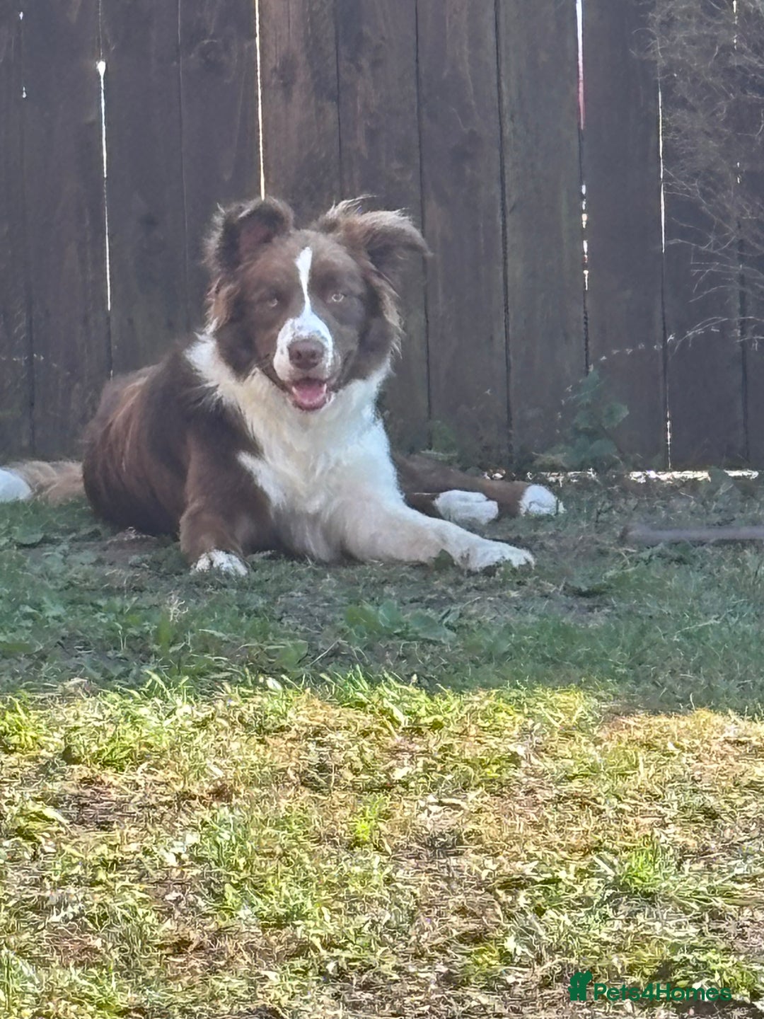 Border Collie dogs for sale: Teddy and cali are expecting!!!  - Image 2