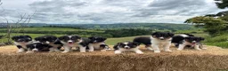 Border Collie dogs for sale: Long coated rare border collie puppies - Advert 1