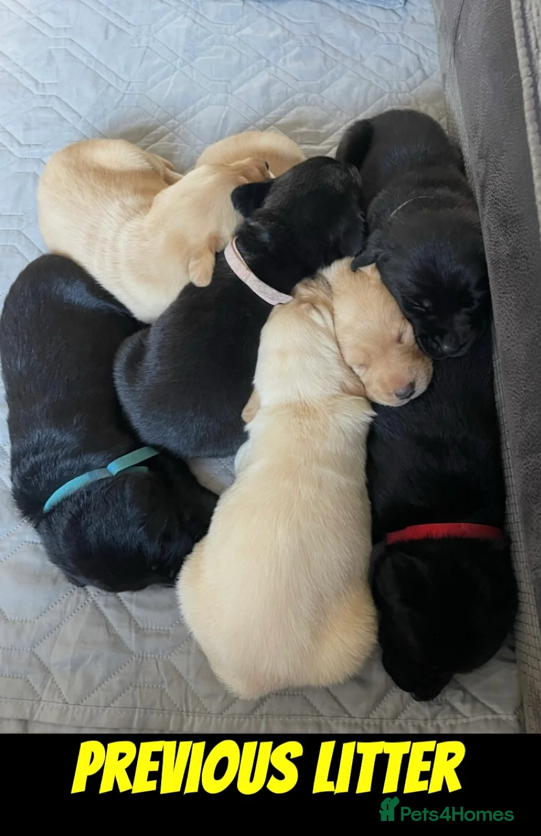 Labrador Retriever dogs for sale:  ⭐️ 5* LICENSED BREEDER - KC REGISTERED LABRADORS in Morecambe - Advert 9