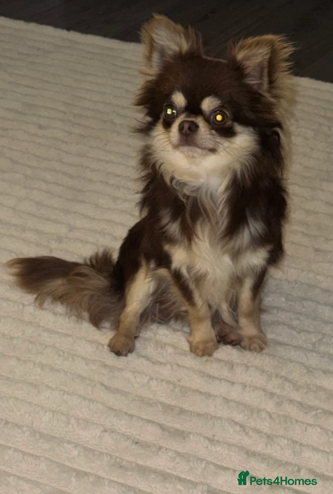 Chihuahua dogs for stud: Cosmo the choc & cream proven stud - Advert 3