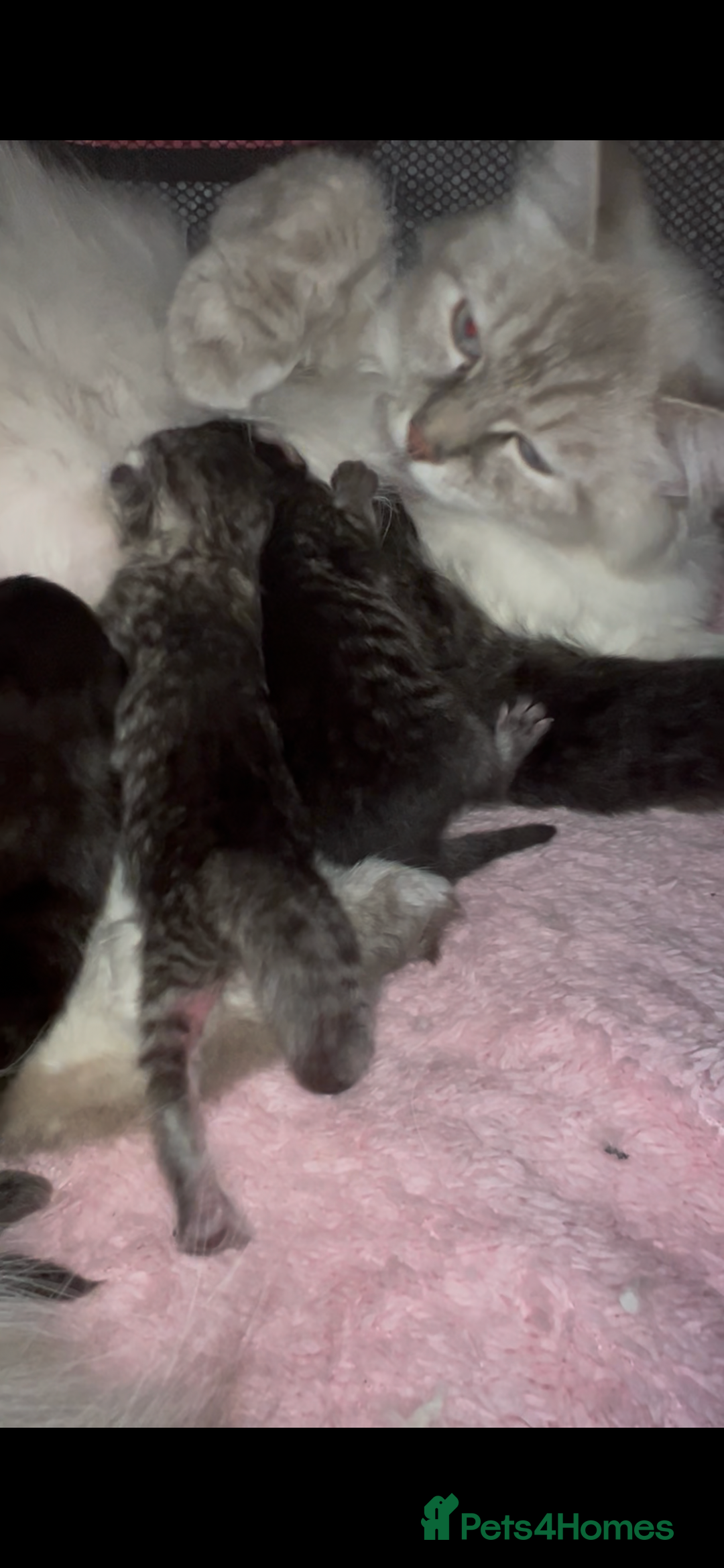Siberian cats for sale: ❤️ 5 super friendly Siberian mix kittens ❤️ - Image 17