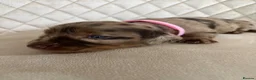 Miniature Dachshund dogs for sale: ✨ Beautiful Litter of Miniature Dachshunds ✨ - Advert 5