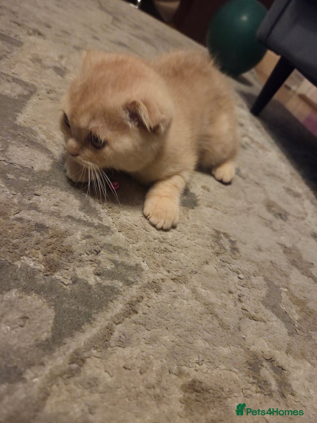 Scottish Fold cats for sale: !1 LEFT! BEAUTIFUL SCOTTISH FOLDS FOR SALE - Image 11