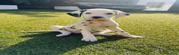 Dalmatian dogs for sale: 🖤 Ready now ONE BOY LEFT Dalmatian Puppies 🖤 - Advert 6