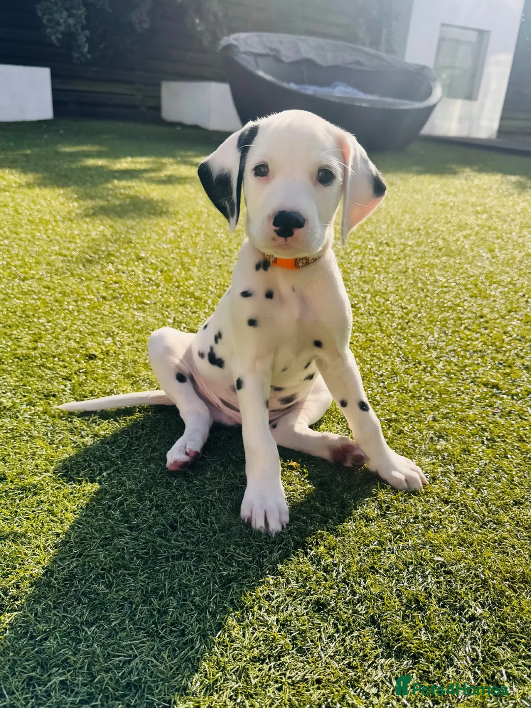 Dalmatian dogs for sale: 🖤 Ready now ONE BOY LEFT Dalmatian Puppies 🖤 - Advert 2